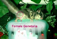 Female Genetalia