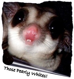 sugar glider teeth